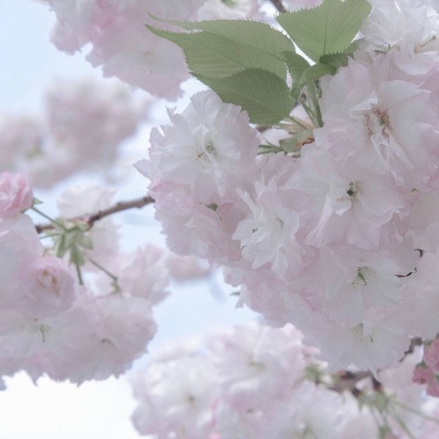 兽设校园场景创作FurryQQ群